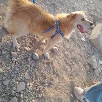 سگ خونگی