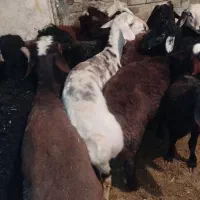 سه عدد بره نر