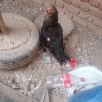 مرغ کرچ