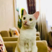 واگذاری گربه