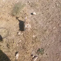 اردک تخم گذار