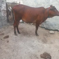 گاو ماده