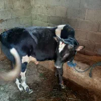 کلچه ۱۰ماهه