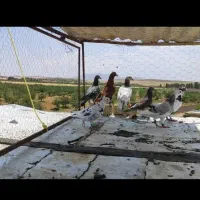 11تا کفتر پلاکی رنجر رنگ روشن نر همه بیرون شهری750
