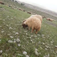 میش و بره|حیوانات مزرعه|هندمینی, |دیوار