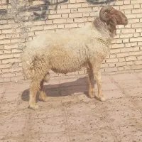 یک عدد قوچ