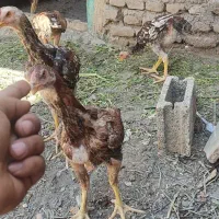 جوجه خروس