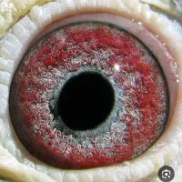 المانی مسافتی و زاغ کرمونی