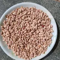فروش لوبیا چیتی