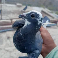 ۶۰۰|پرنده|هامون, |دیوار