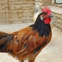 خروس نژاد ورورک (( آلمان ))