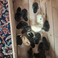 جوجه برهماولاری
