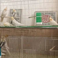 فروش عروس هلندی