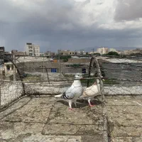 کفتر ساده طوقی سینه