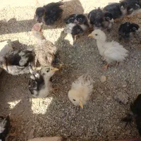 فروش جوجه شصت روزه