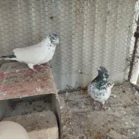 کفتر|حیوانات|برخوار, |دیوار