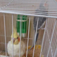 جفت عروس هلندی  کارداده