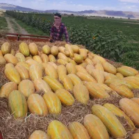 خربزه درجه یک جوین