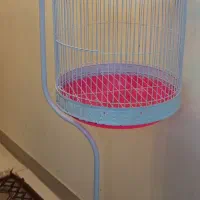 قفس