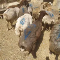 قوچ چاق کشتاری ( زنده و گوشتی)