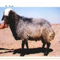 فروش بیست راس بره نر