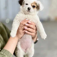 میکس شیواوا و اشپیتز ۲ماهه