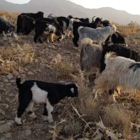 بز درجه یک شیرا .فروشی