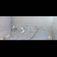 کفتر
