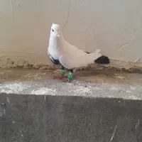 دم سیاه