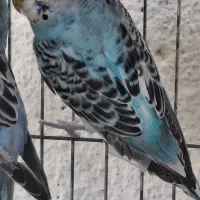 مرغ عشق آبی