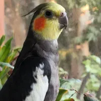 عروس هلندی نر سه ساله