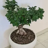 گل و گلدان بنسای بزرگ