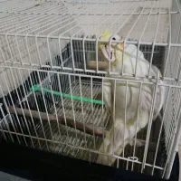 عروس هلندی