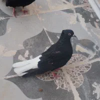 جفت دم سفید
