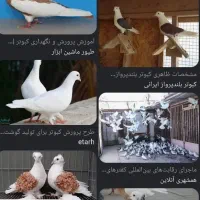 کبوتر