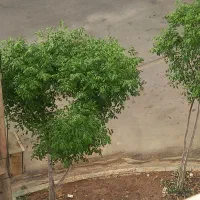 فروش فوری باغ در منطقه آق دره