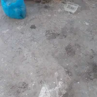 مرغ کرک با جوجه