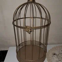 فقس طلایی