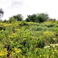 باغ  یک طناب در شهر قوشچی