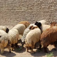۱۱عدد بره نر