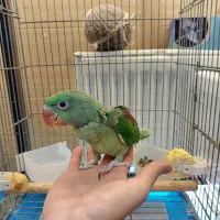 جوجه شاه طوطی سرلاکی نرم خور