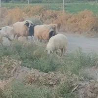 گوسفند