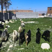 بز داشتی|حیوانات مزرعه|بهبهان, |دیوار