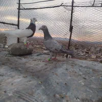 کفتر پرشی