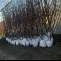 نهال چن ساله|گل و گیاه طبیعی|شاندیز, |دیوار