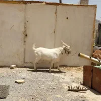 چپش تگه سانن اصل