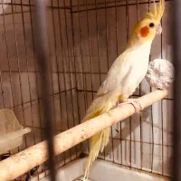 عروس هلندی فروشی