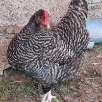 فروش مرغ و خروس آمروک آمریکایی