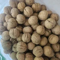 گردو پرچرب