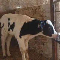 گوساله شیری ۲۰ تا ۳۵ روزه